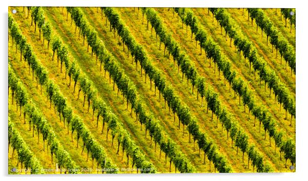 Rows of grape plants in Austria  Acrylic by Przemek Iciak