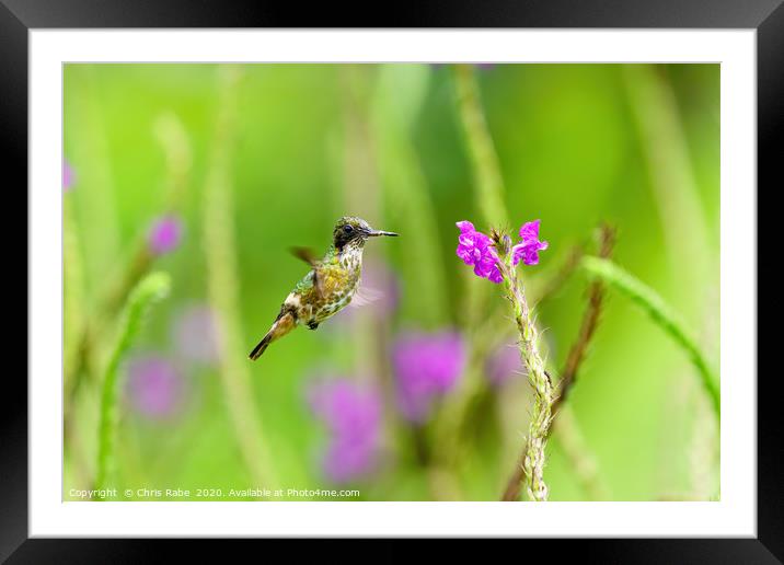 Black-crested Coquette  Framed Mounted Print by Chris Rabe