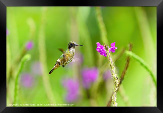 Black-crested Coquette  Framed Print by Chris Rabe