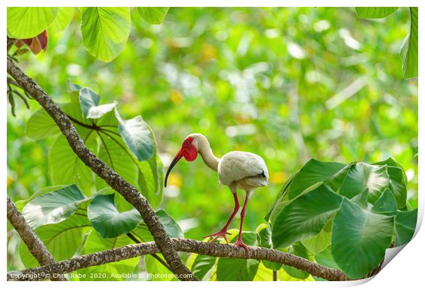 American White Ibis Print by Chris Rabe