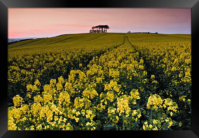 Rape Field and Beech Copse at Sunset Framed Print by David Lewins (LRPS)