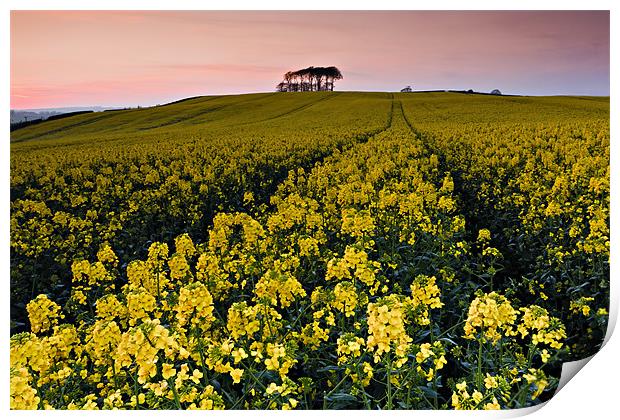 Rape Field and Beech Copse at Sunset Print by David Lewins (LRPS)