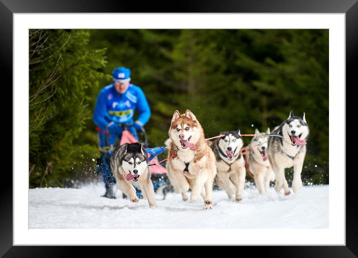 Husky sled dog racing Framed Mounted Print by TRAVELARIUM 