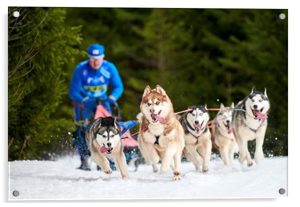 Husky sled dog racing Acrylic by TRAVELARIUM 