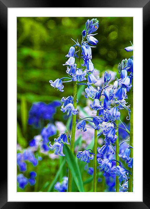 Bluebells Framed Mounted Print by David French