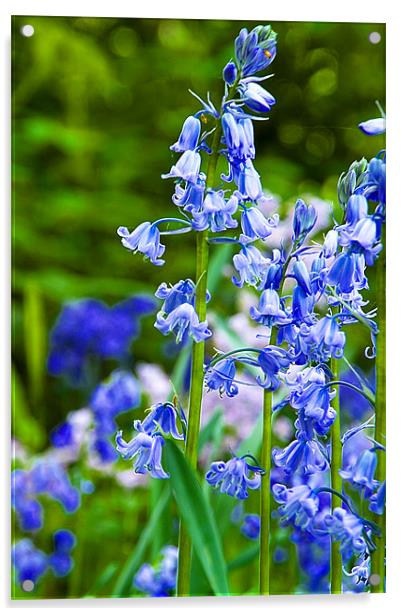 Bluebells Acrylic by David French