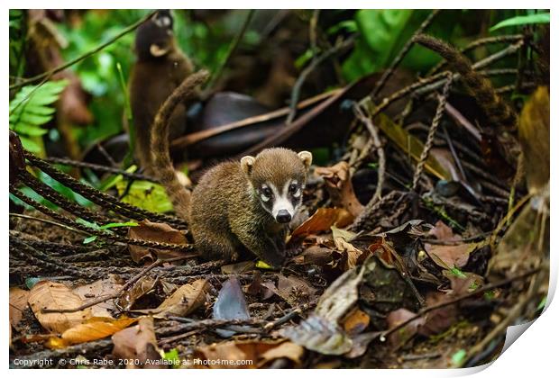 Baby Ring-Tailed Coati Print by Chris Rabe