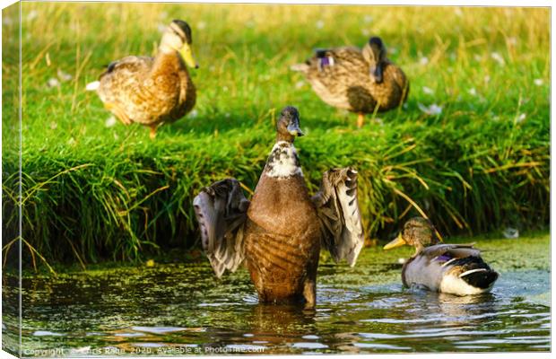 Pointing duck Canvas Print by Chris Rabe