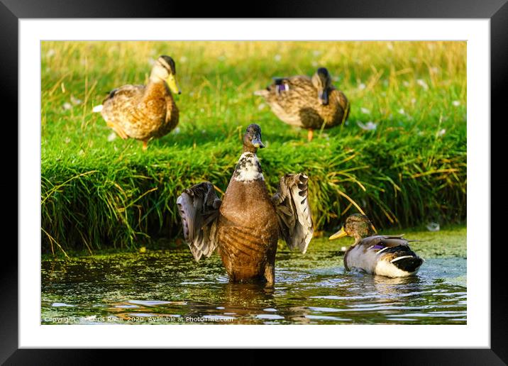 Pointing duck Framed Mounted Print by Chris Rabe