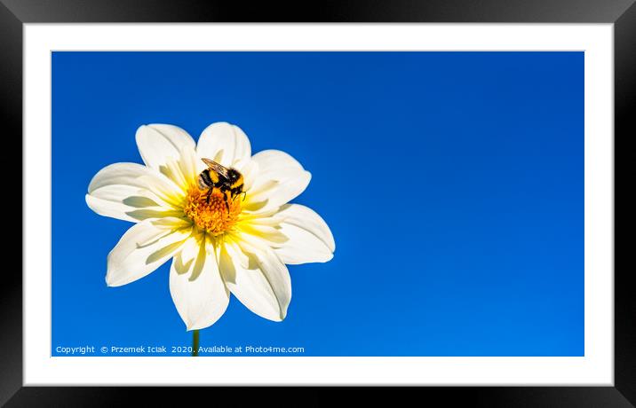 Bumble bee covered with yellow pollen collecting n Framed Mounted Print by Przemek Iciak