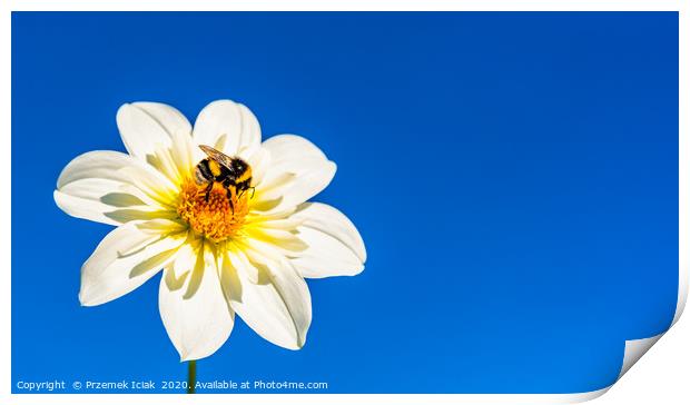Bumble bee covered with yellow pollen collecting n Print by Przemek Iciak