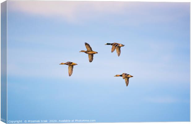 Group of  wild ducks flying against blue sky Canvas Print by Przemek Iciak