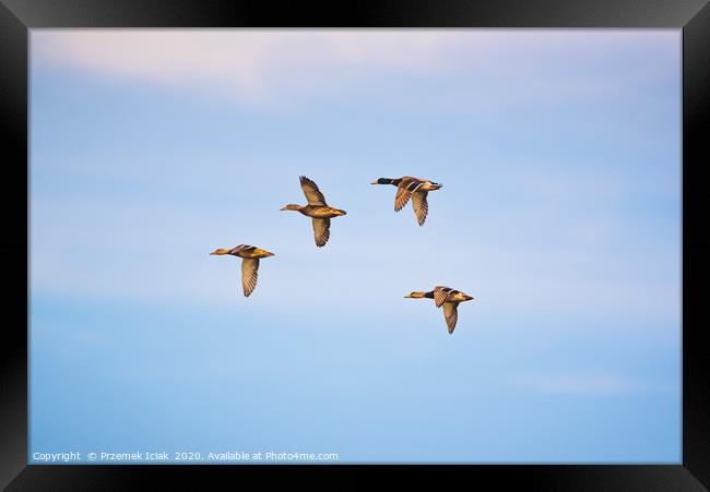 Group of  wild ducks flying against blue sky Framed Print by Przemek Iciak