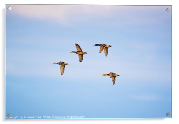 Group of  wild ducks flying against blue sky Acrylic by Przemek Iciak