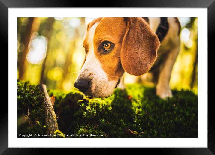 The beagle dog in sunny autumn forest Framed Mounted Print by Przemek Iciak