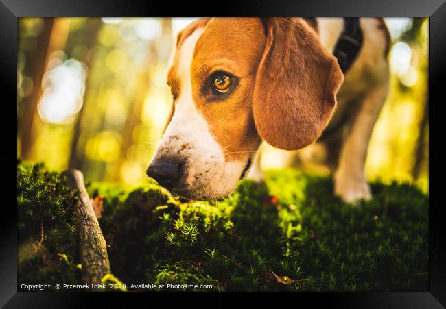 The beagle dog in sunny autumn forest Framed Print by Przemek Iciak