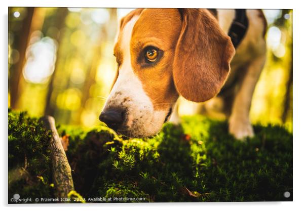 The beagle dog in sunny autumn forest Acrylic by Przemek Iciak