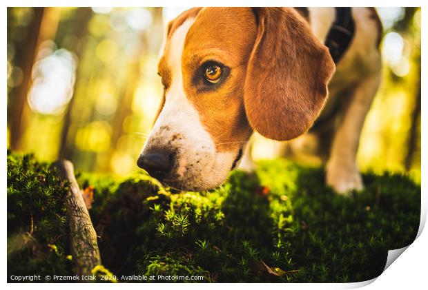The beagle dog in sunny autumn forest Print by Przemek Iciak