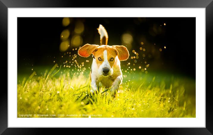 Beagle running fast through wet grass Framed Mounted Print by Przemek Iciak