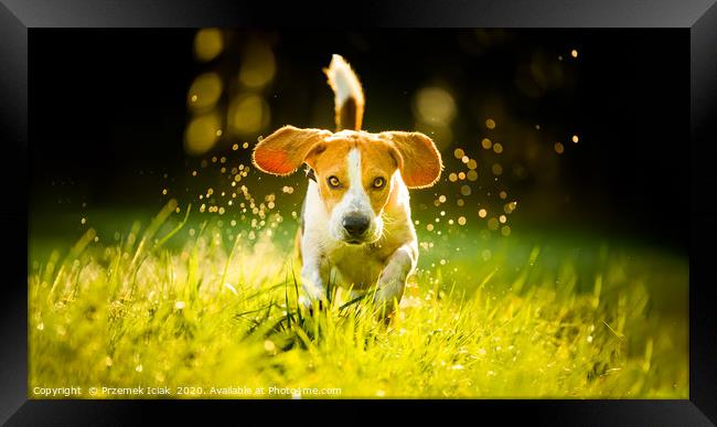 Beagle running fast through wet grass Framed Print by Przemek Iciak