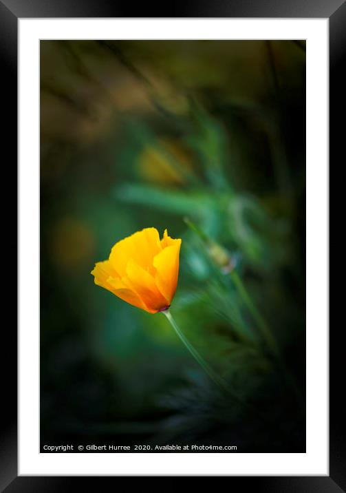 Yellow California Poppy Framed Mounted Print by Gilbert Hurree