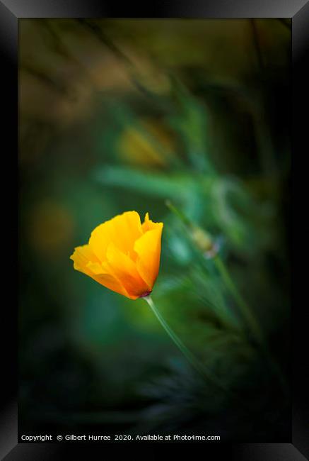 Yellow California Poppy Framed Print by Gilbert Hurree