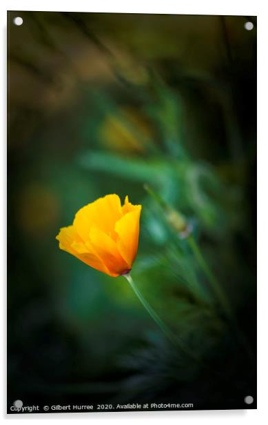 Yellow California Poppy Acrylic by Gilbert Hurree