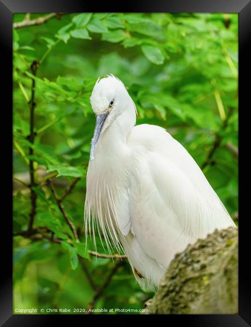 Little Egret portrait Framed Print by Chris Rabe