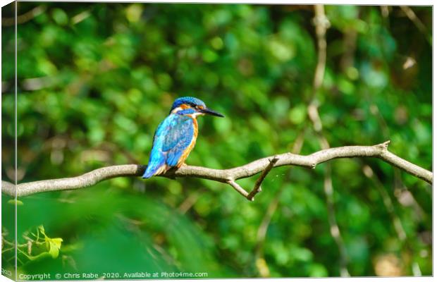 Common Kingfisher  Canvas Print by Chris Rabe