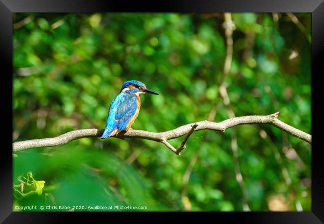 Common Kingfisher  Framed Print by Chris Rabe