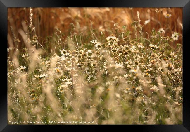 Wind blown daisys in cornfield Framed Print by Simon Johnson