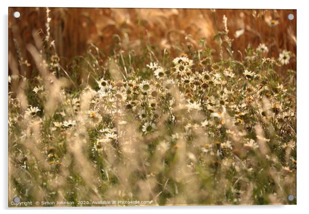 Wind blown daisys in cornfield Acrylic by Simon Johnson