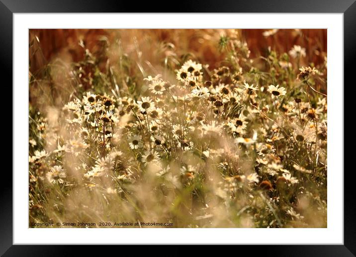 Sunlit daisy's in corn Framed Mounted Print by Simon Johnson