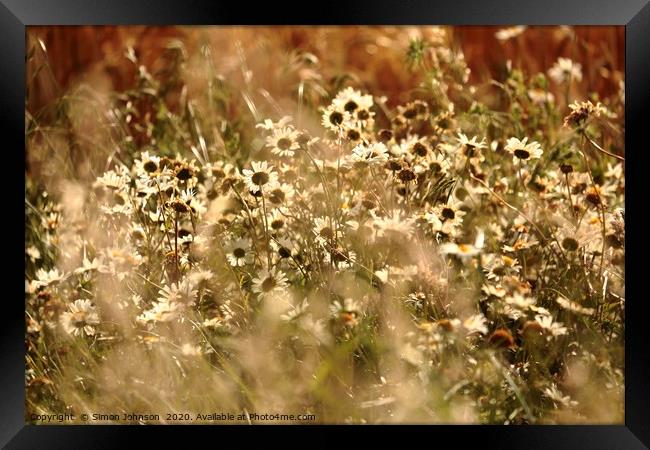 Sunlit daisy's in corn Framed Print by Simon Johnson