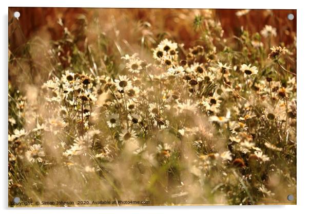 Sunlit daisy's in corn Acrylic by Simon Johnson