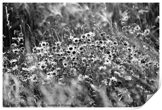 Wind blown daisy's  Print by Simon Johnson