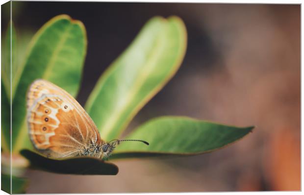 brown butterfly  on a green leaf  Canvas Print by federico stevanin
