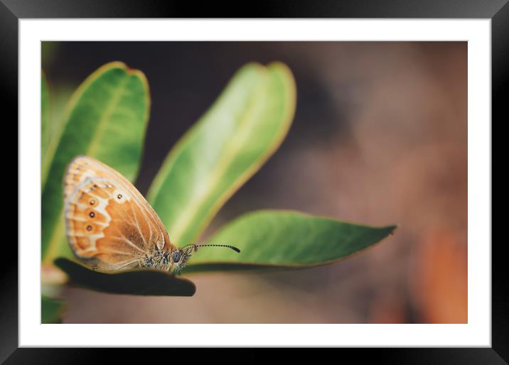brown butterfly  on a green leaf  Framed Mounted Print by federico stevanin