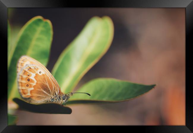 brown butterfly  on a green leaf  Framed Print by federico stevanin