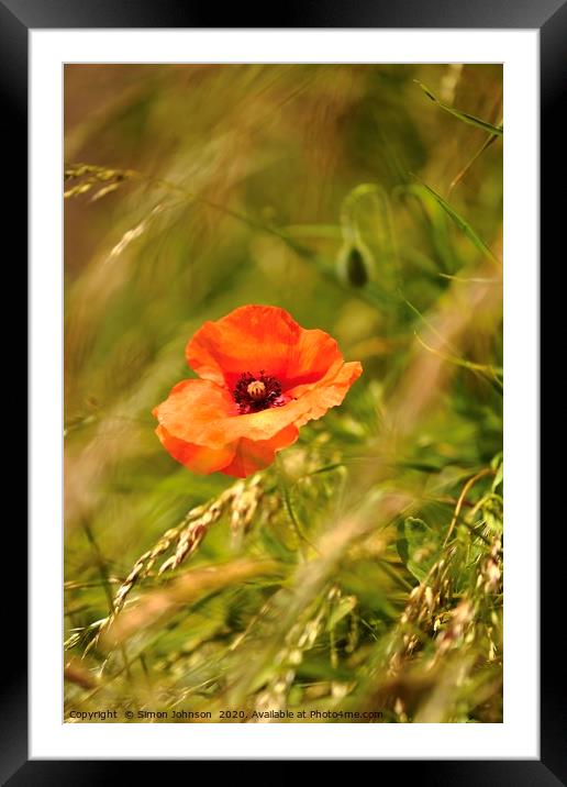 Wind blown sunlit poppy  Framed Mounted Print by Simon Johnson