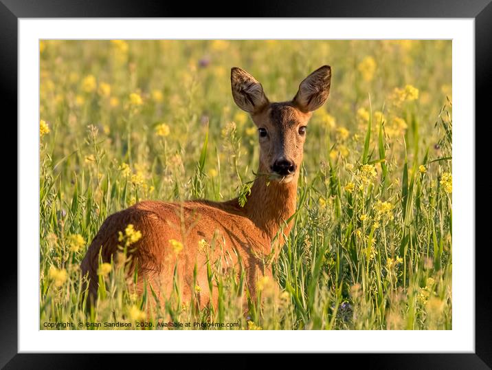 Roe Deer Doe in the Meadow Framed Mounted Print by Brian Sandison