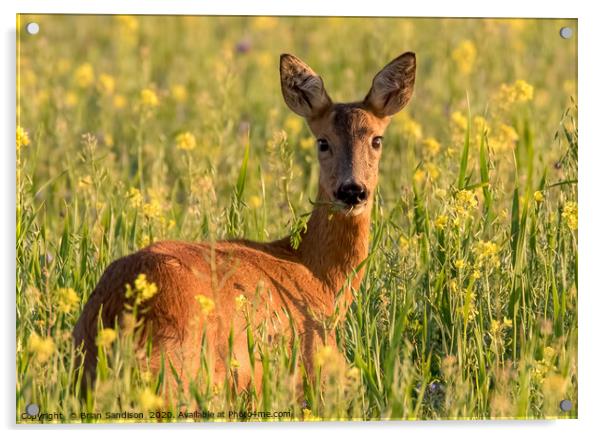 Roe Deer Doe in the Meadow Acrylic by Brian Sandison