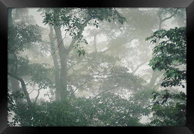 Beautiful landscape shot of a misty forest Framed Print by federico stevanin