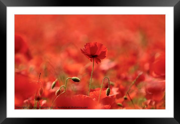 Poppy close up Framed Mounted Print by Simon Johnson