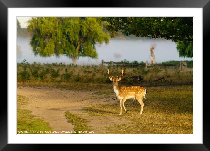 Male Fallow Deer in early morning light Framed Mounted Print by Chris Rabe