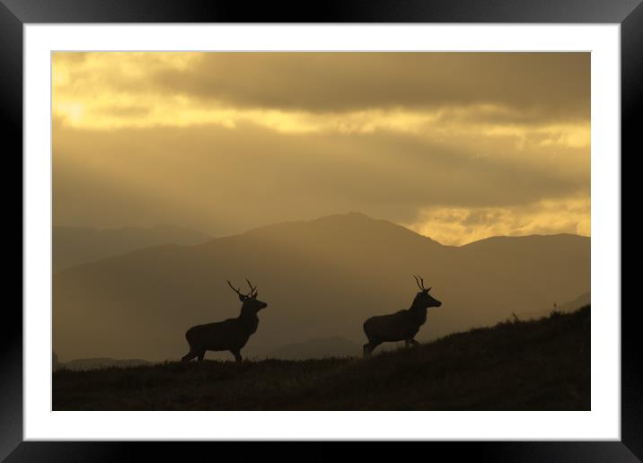 Stags Silhouette Framed Mounted Print by Macrae Images