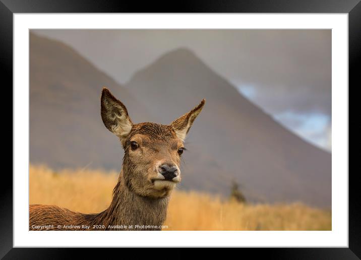 Hind Deer at Glen Etive Framed Mounted Print by Andrew Ray