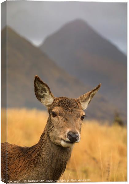 Hind Deer in Glen Etive Canvas Print by Andrew Ray