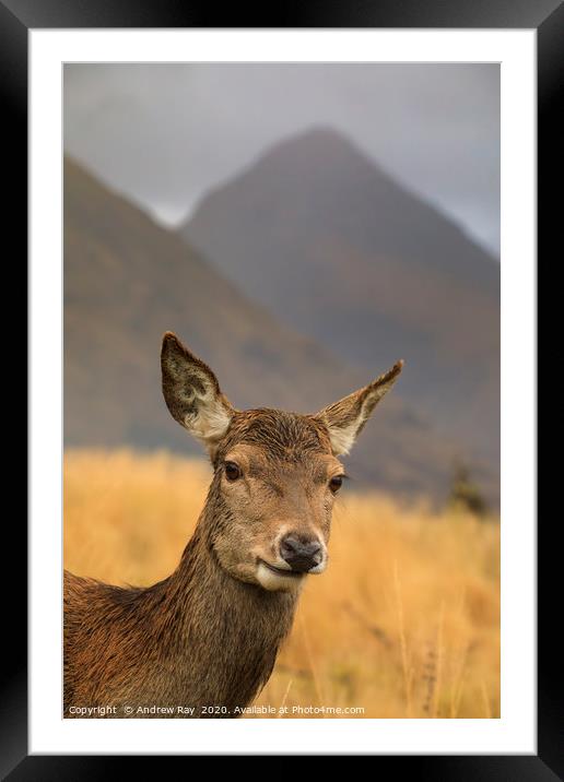 Hind Deer in Glen Etive Framed Mounted Print by Andrew Ray