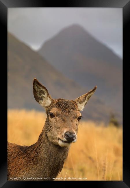Hind Deer in Glen Etive Framed Print by Andrew Ray